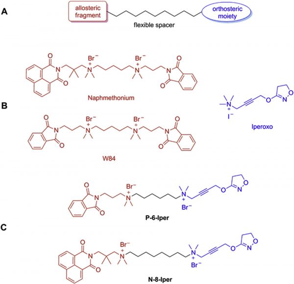 dualsteric ligands